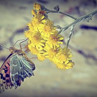 Про лето. :: Василий Богданов