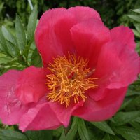 Сами собой Стихи срываются с губ - Цветут пионы. Ёса Бусон... :: Галина 