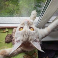 Эльза у окна. :: Борис Калитенко