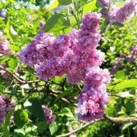 Сирень :: Сапсан 