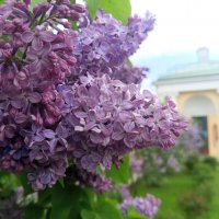 Сирень :: Сапсан 