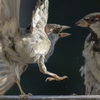 Разговор... :: olegdanilhenko Олег Данильченко