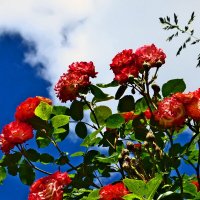 Летние этюды 5 :: Алексей Кузнецов