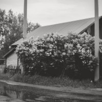 Цветёт сирень (чб) :: Сергей Царёв