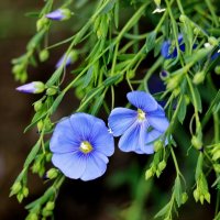 Ленок цветёт! Такой простенький, милый и нежный. :: Восковых Анна Васильевна 