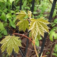 Был месяц май. Клен :: Наталья Герасимова Был месяц май. Клен :: Наталья Герасимова