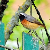 Горихвостка. :: Восковых Анна Васильевна 