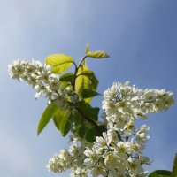 Был месяц май. Черемуха :: Наталья Герасимова