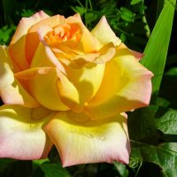 Розы в первый день лета. :: Милешкин Владимир Алексеевич 