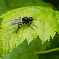 Толстоножка на смородине ) :: Елена Хайдукова  ( Elena Fly )