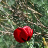 Мак рогатый :: Игорь Сикорский