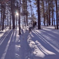 Зимнее солнце :: Георгиевич Зимнее солнце :: Георгиевич