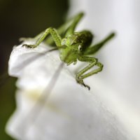 Пришелец :: Андрей Щетинин