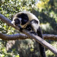 Лемур вари. :: Alexander Amromin