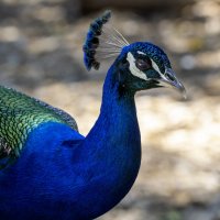 Обыкновенный павлин. :: Alexander Amromin