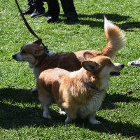 Москва. Парад французских бульдогов в усадьбе «Воронцово». :: Наташа *****