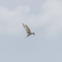 крачка :: юрий макаров