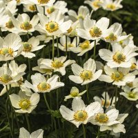 Цветём. :: Петр Беляков