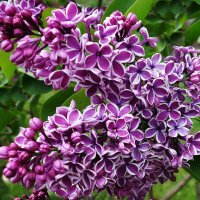 Сирень :: Рита Симонова