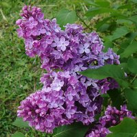 Сирень :: Рита Симонова