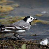 Трясогузка. :: Владимир Безбородов