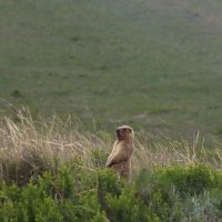 Хозяин здешних мест :: Галина Ильясова