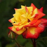 Яркая :: Юрий. Шмаков Яркая :: Юрий. Шмаков