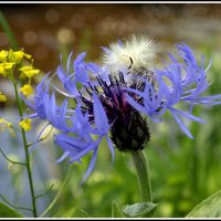 *** :: Aleksandr Gal *** :: Aleksandr Gal