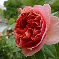 "Пройдёмте в сад? Я покажу Вас розам...." :: Галина 