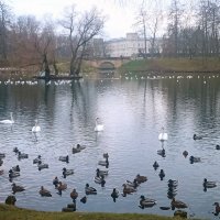 Лебеди :: Vyacheslav Gordeev
