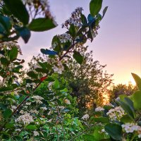 Рябинушка цветёт. :: Светлана Кузнецова