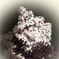 Пора прощания с сиренью... :: Freddy 97