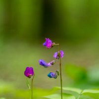 ___ :: Yuriy V ___ :: Yuriy V