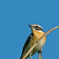 луговой чекан :: gawrilа - dan