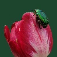 Золотистая бронзовка на тюльпане .Художественная постановка макро фото. :: александр 