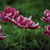 Фотозарисовка :: Владимир Кроливец