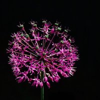 *** :: Леонид leo *** :: Леонид leo