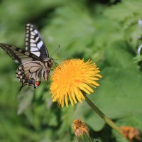Махаон :: Ната Волга Махаон :: Ната Волга