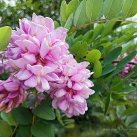 Робиния клейкая :: Игорь Сарапулов