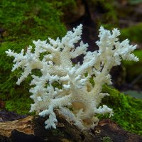 Лесной коралл :: Сергей 