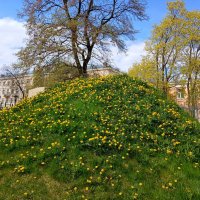 Одуванчиковая горка. :: Лия ☼ Одуванчиковая горка. :: Лия ☼