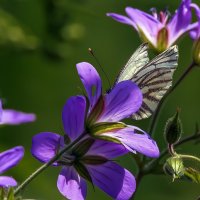 Лето. :: Владимир Безбородов