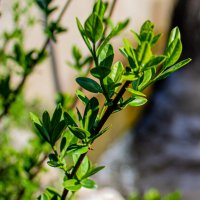 Молодые листочки :: Светлана SvetNika17