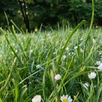 спрятались... :: Галина R...