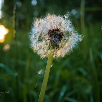 Одуванчик :: Александр Синдерёв