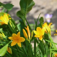 2 июня - лилейники :: Светлана 