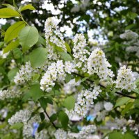 Расцвела черемуха душистая... :: Надежда Куркина 