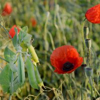 Красные маки в поле зелёном ... :: Надежда Куркина 