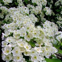 Боярыня :: Сергей Карачин Боярыня :: Сергей Карачин