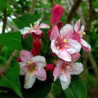 Вейгела :: Сергей Карачин Вейгела :: Сергей Карачин